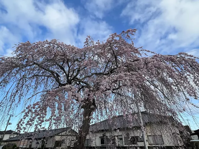 まさき接骨院