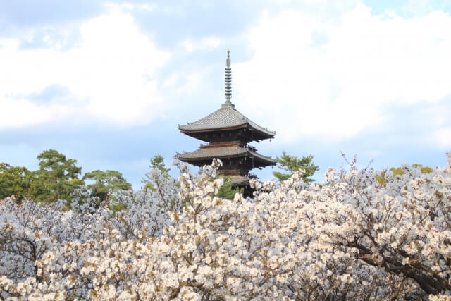真言宗御室派総本山 仁和寺の御室桜