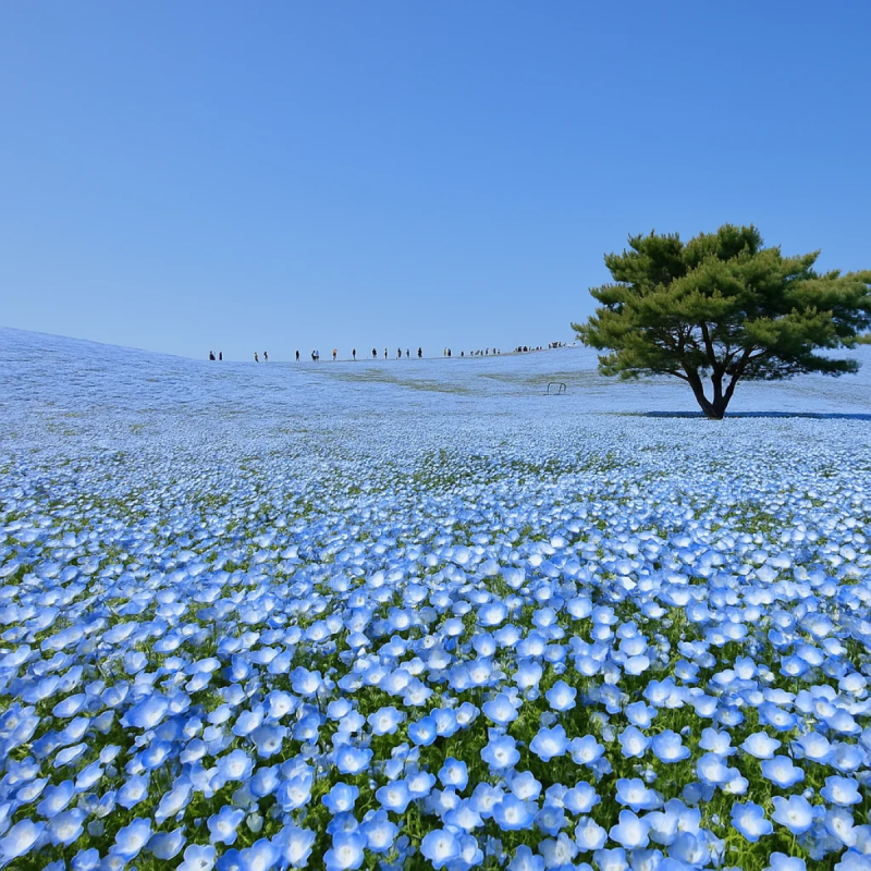 Hitachi Seaside Park