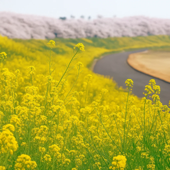 Kumagaya Sakura Tsutsumi