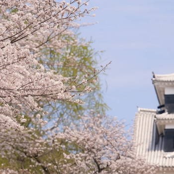 Kumamoto Castle