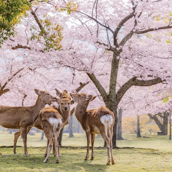 Nara Park