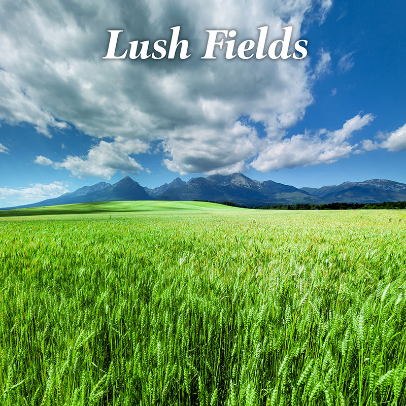 Lush Fields