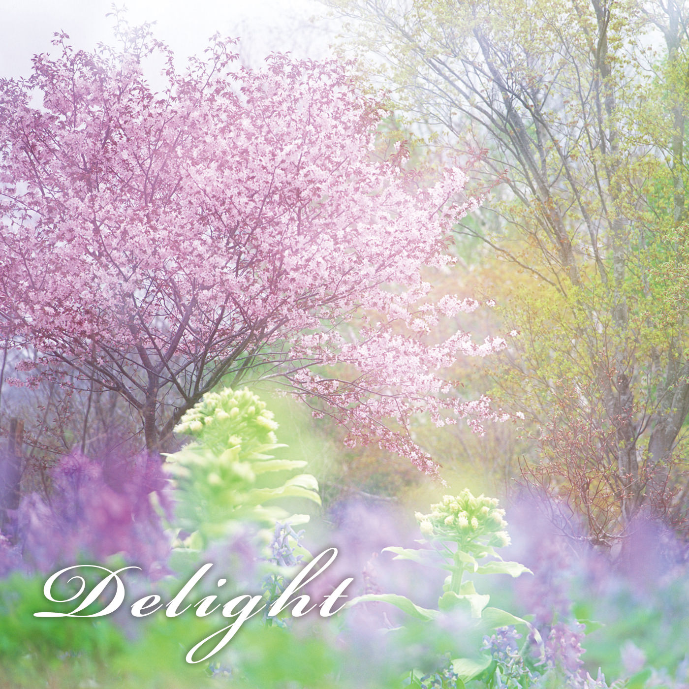 Delight 