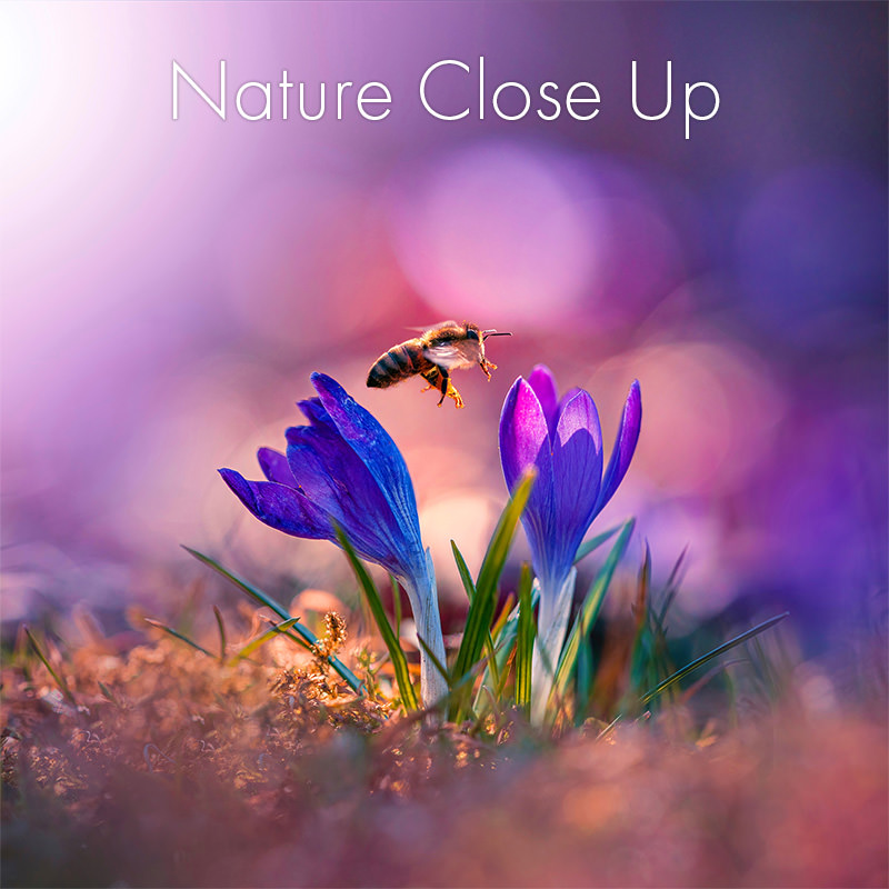 Nature Close Up