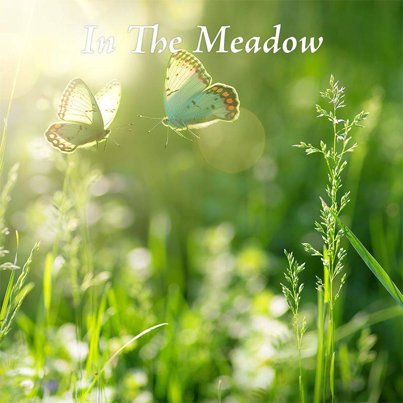 In The Meadow