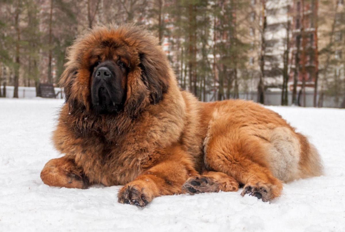 フィラ・ブラジレイロ（ブラジリアン・マスティフ）：犬種の特徴と飼い方