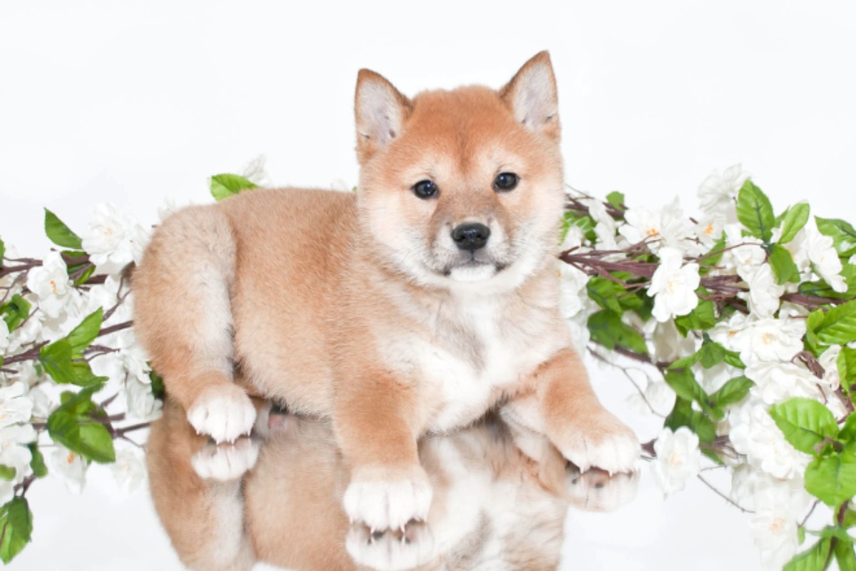 豆柴はなんてかわいいの 豆柴愛をくすぐられるポイント5選 Petan ペタン