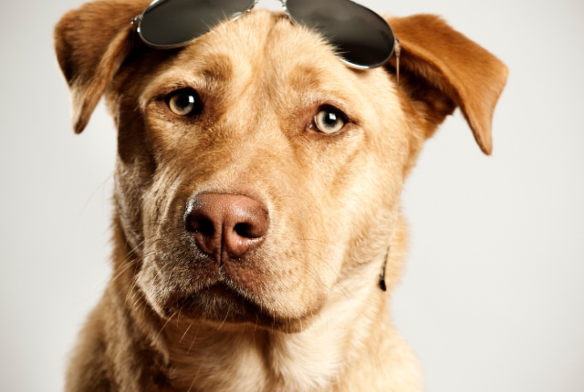 かっこいい犬種ランキング ベスト かっこよくてイケメンな犬種を画像と共にご紹介します Petan ペタン