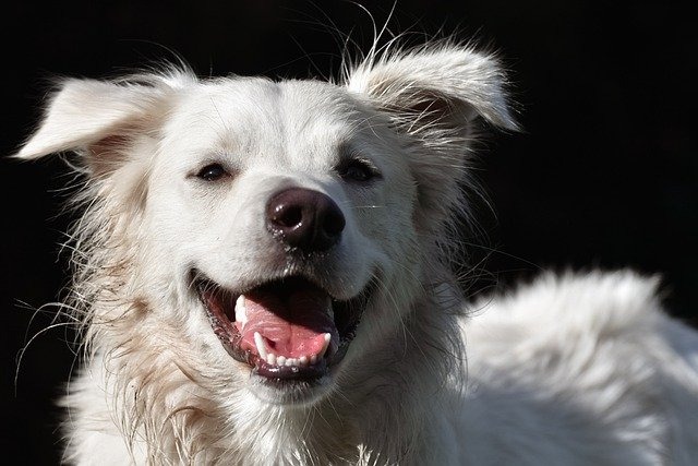 犬のマウンティングをやめさせる方法 マウンティングする理由も解説 Petan ペタン