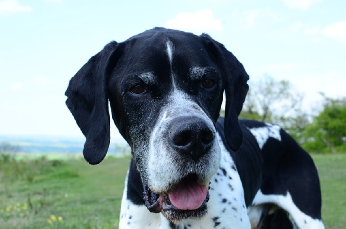 オールド・イングリッシュ・シープドッグ：犬種の特徴と飼い方