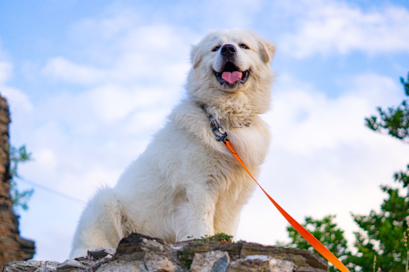 名犬ジョリィという作品をご存知ですか 登場する犬種やお話のあらすじ 見どころなどもご紹介 Petan ペタン