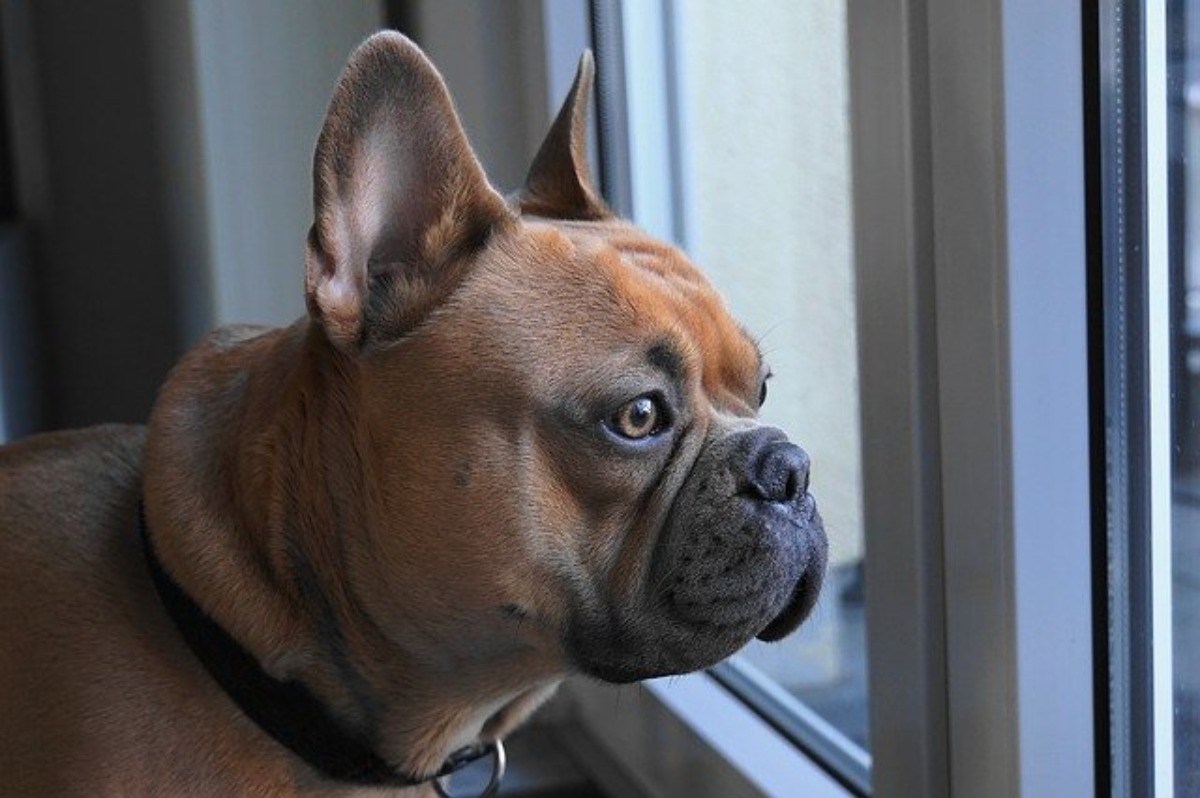 慢性犬耳感染症の合併症