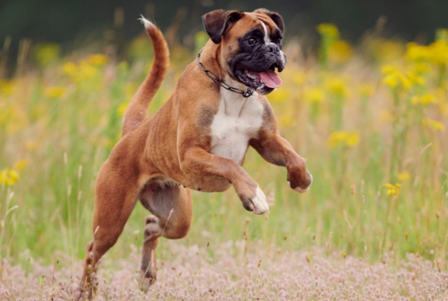 かっこいい犬種ランキング ベスト かっこよくてイケメンな犬種を画像と共にご紹介します Petan ペタン