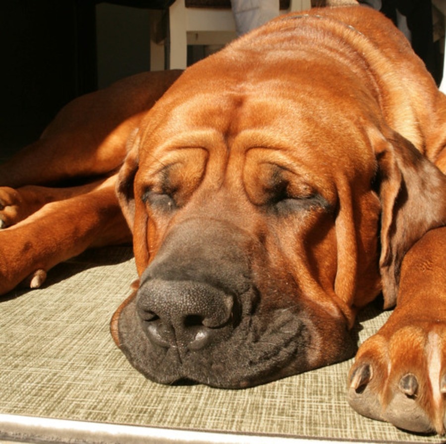 日本原産の犬種も 闘犬の歴史について解説します Petan ペタン