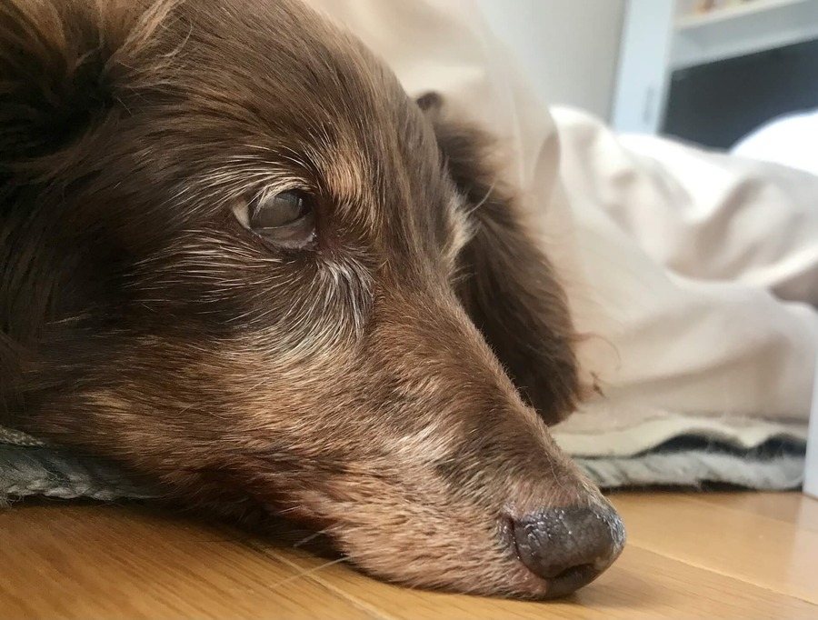 犬の老衰の症状や飼い主のとるべき行動 死後行うことについても解説 Petan ペタン