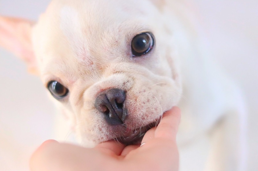 犬にココナッツオイルは与えて大丈夫 期待出来る効果や注意点を解説 Petan ペタン