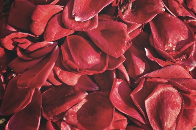 赤ベルトでかわいく