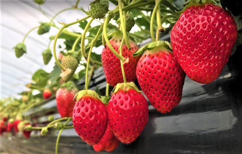 真岡市の時計店：ジュエルキクチの特徴