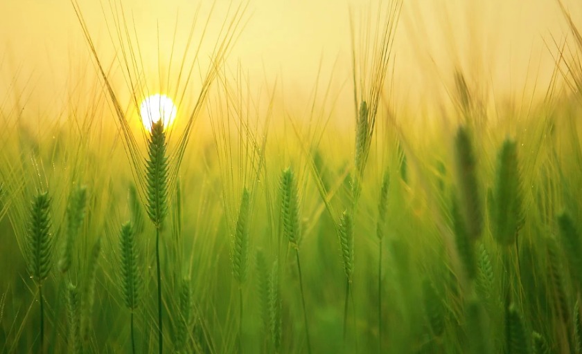 セイコールキアの歴代モデルを徹底解説！