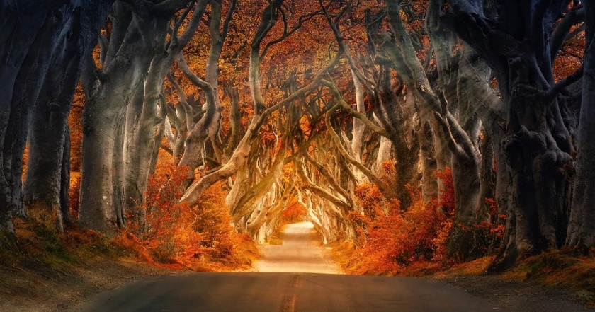 IWCダヴィンチの歴史や歴代モデルを解説