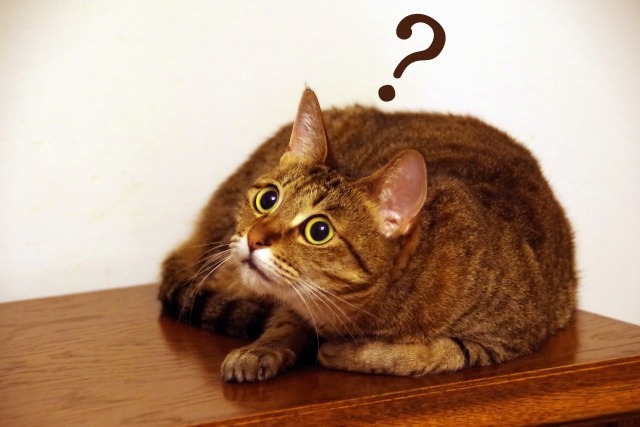 AppleWatchでYouTubeを見れないと使えない？