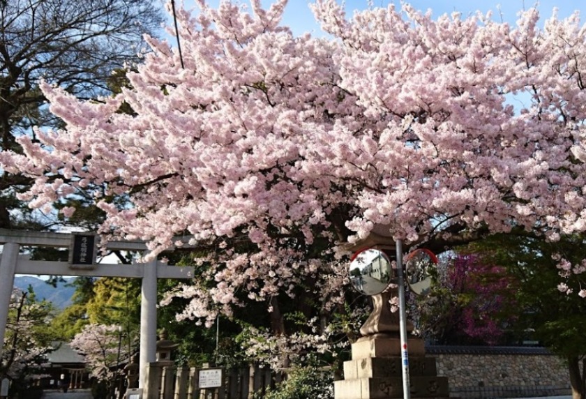 神戸市東灘区の時計販売店 比較一覧表