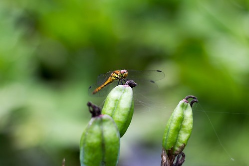 芳賀町の時計店は地域密着型