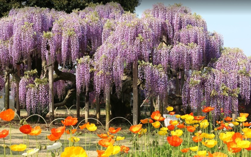 足利市の時計店：太陽堂のメニュー・料金