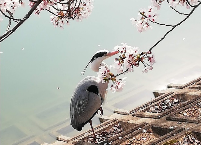 堺市中区の時計店の時計店：ジャングルジャングル深井店の買取実績