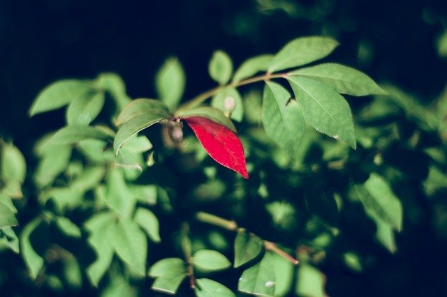 CASIOの腕時計:AEQ-100W-2Aの特徴・機能 