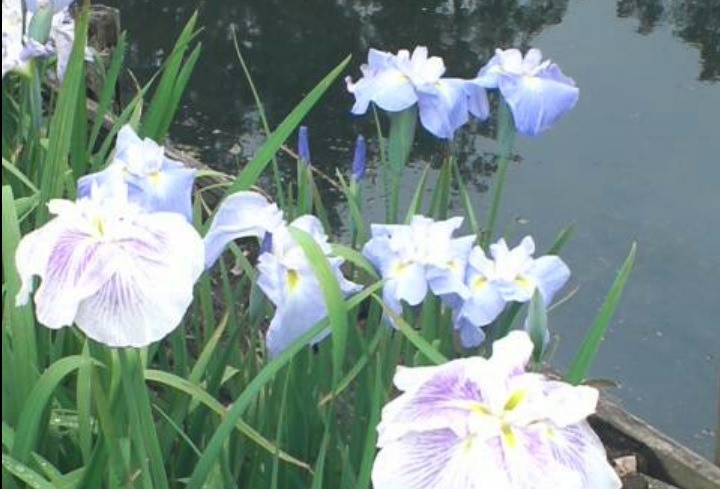 下野市石橋あやめ園