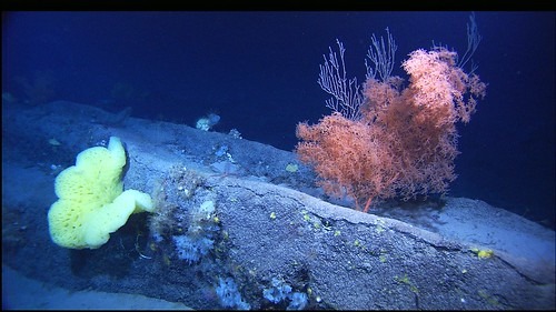 ロレックスディープシーはどんな時計？最強のダイバーズと呼ばれる理由