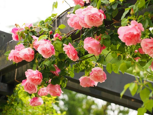 チュードル"デカバラ"は中古でも人気 買取店も多数あり