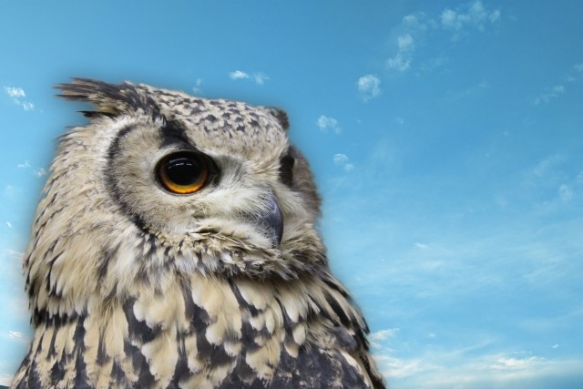 G-SHOCK"カーボン"はカシオの技術が集結したタフな腕時計