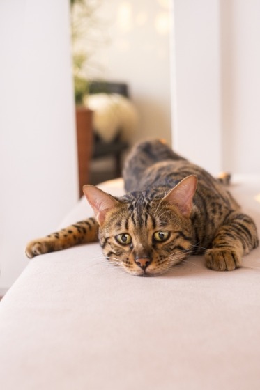 G-5600A-3DRの特徴・機能