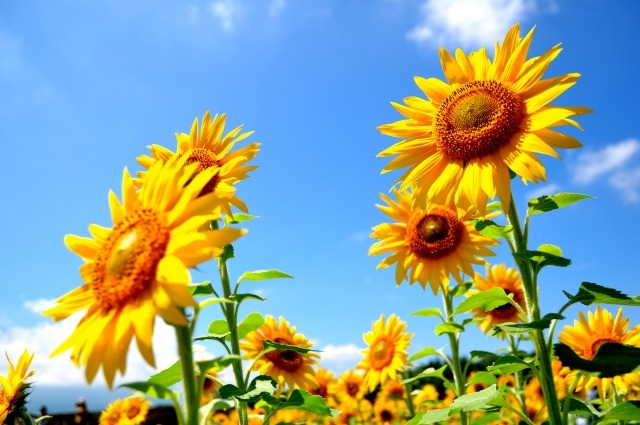 高機能GPSソーラーモデル