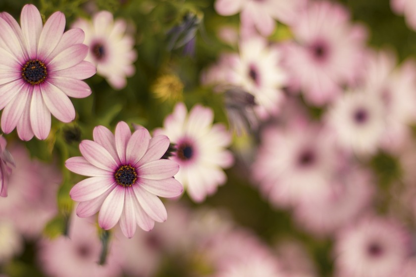 ランゲ1 191.032の特徴・機能