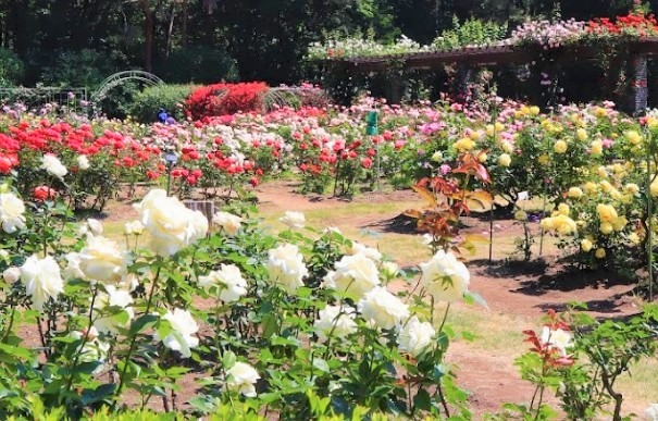 真岡市の時計店 比較一覧表