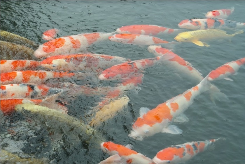 高松市の時計店：ミヤギ時計店の特徴