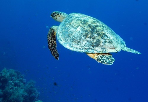 ロレックスGMTマスター②100Mの優秀な防水性