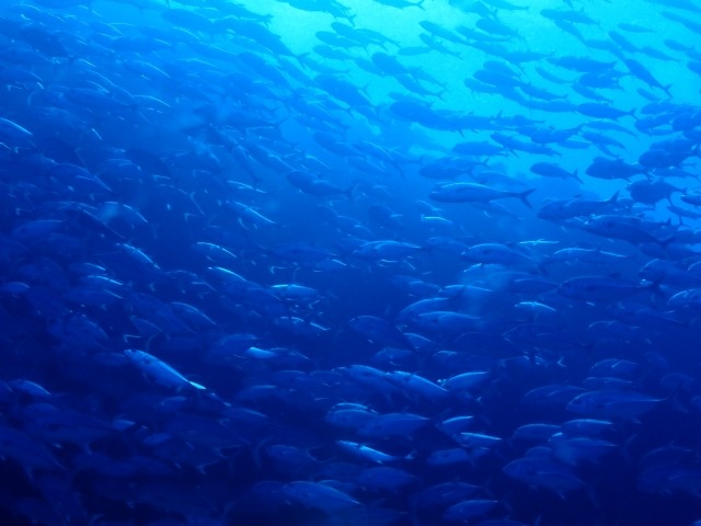 釣りで便利なフィッシングタイム機能