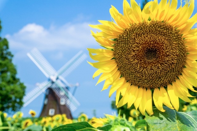 G-SHOCK"イエロー(黄色)"はポップさが印象的なモデル