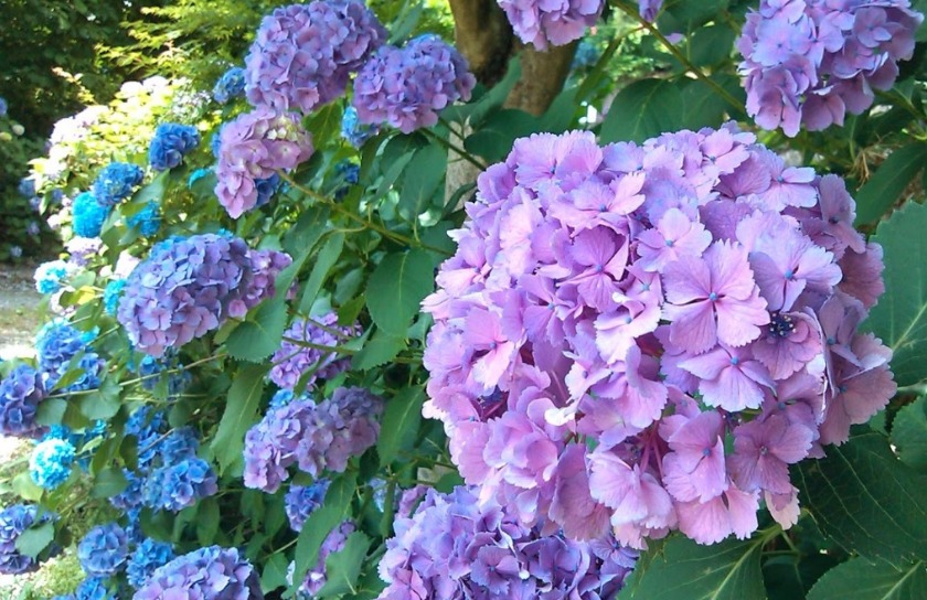 福井市の時計店：face & wrist gallery SAKAI/坂井時計店の特徴・品揃え