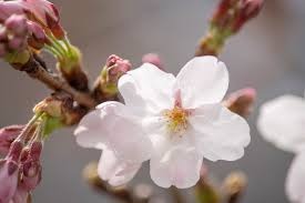 桜型のオープンハート