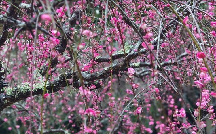 嘉麻市の時計買取店