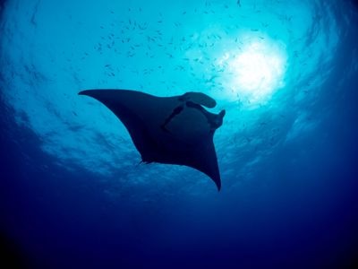 ボリューミーな存在感