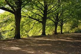 ①直射日光の当たらない場所を選ぶ