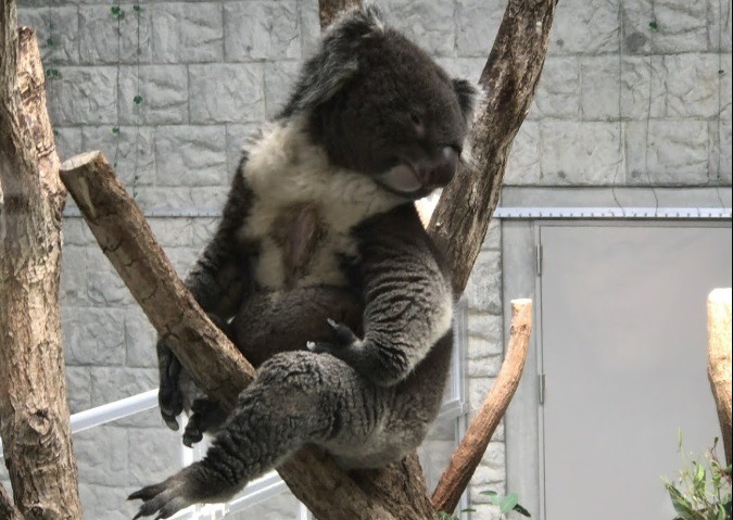 南あわじ市周辺の時計店は？電池交換や修理、買取販売のおすすめ店