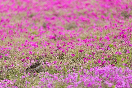 市貝町の時計店は販売から修理まで扱うお店あり